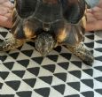 Marginated : Young Male approx 5 years old (Zeus)